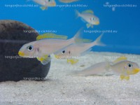 /album/fotogaleria-xenotilapia-flavipinnis-nyanza-lac/dsc07977-jpg/