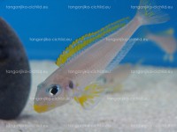 /album/fotogaleria-xenotilapia-flavipinnis-nyanza-lac/dsc07981-jpg/