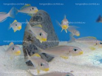 /album/fotogaleria-xenotilapia-flavipinnis-nyanza-lac/dsc08003-jpg/