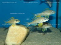 /album/fotogaleria-xenotilapia-papilio-kanoni/dsc02287-jpg/