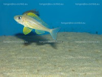 /album/fotogaleria-xenotilapia-papilio-kanoni/dsc02289-jpg/