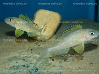 /album/fotogaleria-xenotilapia-papilio-kanoni/dsc02290-jpg/
