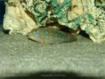 /album/fotogaleria-tanganicodus-irsacae-kibishi/dsc02290-png/