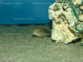 /album/fotogaleria-tanganicodus-irsacae-kibishi/dsc02291-png/