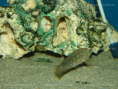 /album/fotogaleria-tanganicodus-irsacae-kibishi/dsc02292-png/