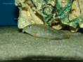 /album/fotogaleria-tanganicodus-irsacae-kibishi/dsc02293-png/