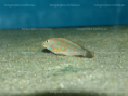 /album/fotogaleria-tanganicodus-irsacae-kibishi/dsc02295-png/