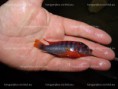 /album/fotogaleria-labidochromis-sp-hongi-sweden/dsc02393-jpg/