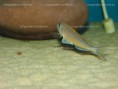 /album/fotogaleria-xenotilapia-flavipinnis-kashenge-wf/dsc01548-jpg/
