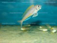 /album/fotogaleria-xenotilapia-flavipinnis-kashenge-wf/dsc01760-jpg/