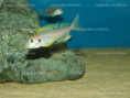 /album/fotogaleria-xenotilapia-flavipinnis-kashenge-wf/dsc03979-jpg/