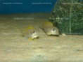 /album/fotogaleria-xenotilapia-flavipinnis-kashenge-wf/dsc04109-jpg/