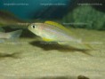 /album/fotogaleria-xenotilapia-flavipinnis-kashenge-wf/dsc05201-jpg/