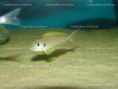 /album/fotogaleria-xenotilapia-flavipinnis-kashenge-wf/dsc05238-jpg/